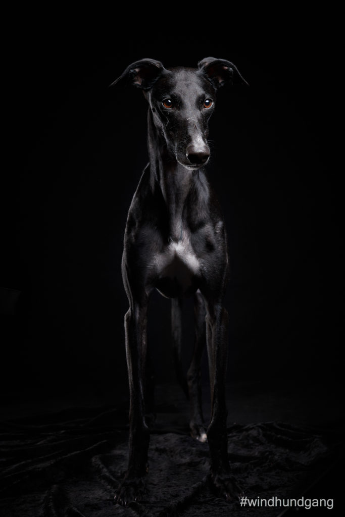 Das Ergebnis, schwarzer Loki auf schwarzem Grund