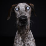 Hundefotografie