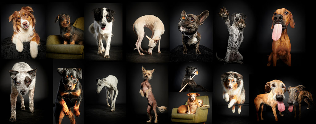 Hundefotografie Stuttgart