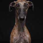 Galgo