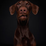 Hundefoto Köln
