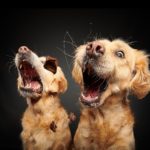Hundefotografie Termin