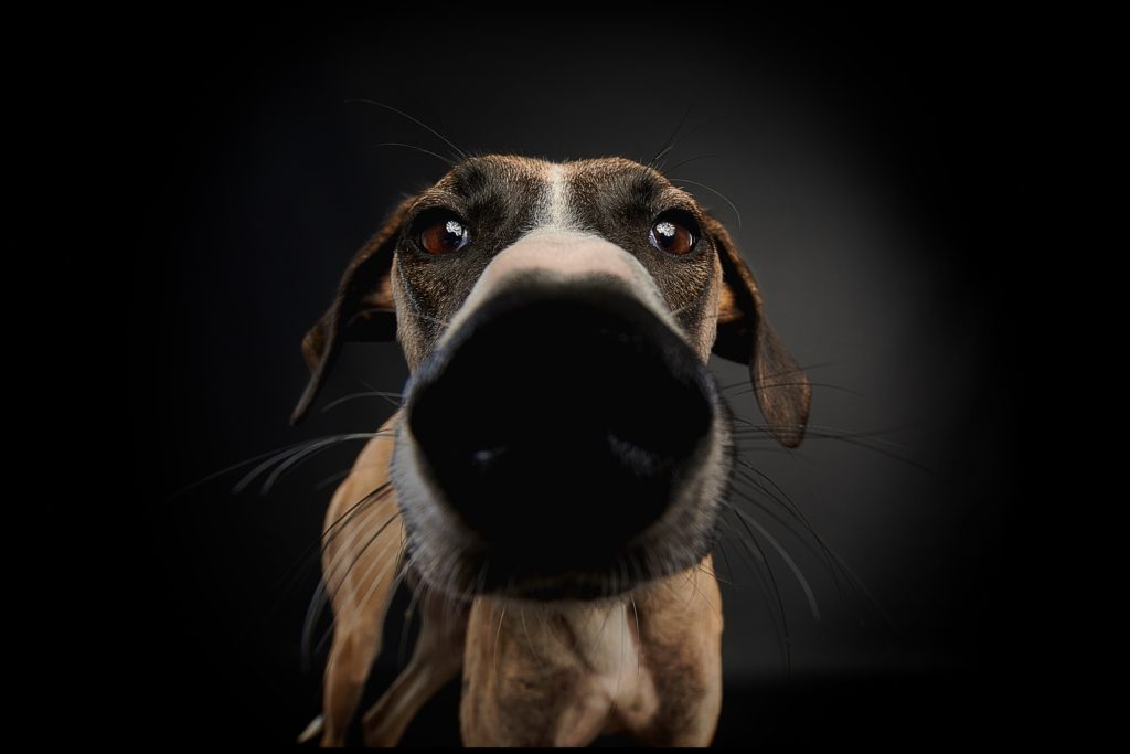 Hundefotograf