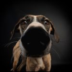Hundefotograf