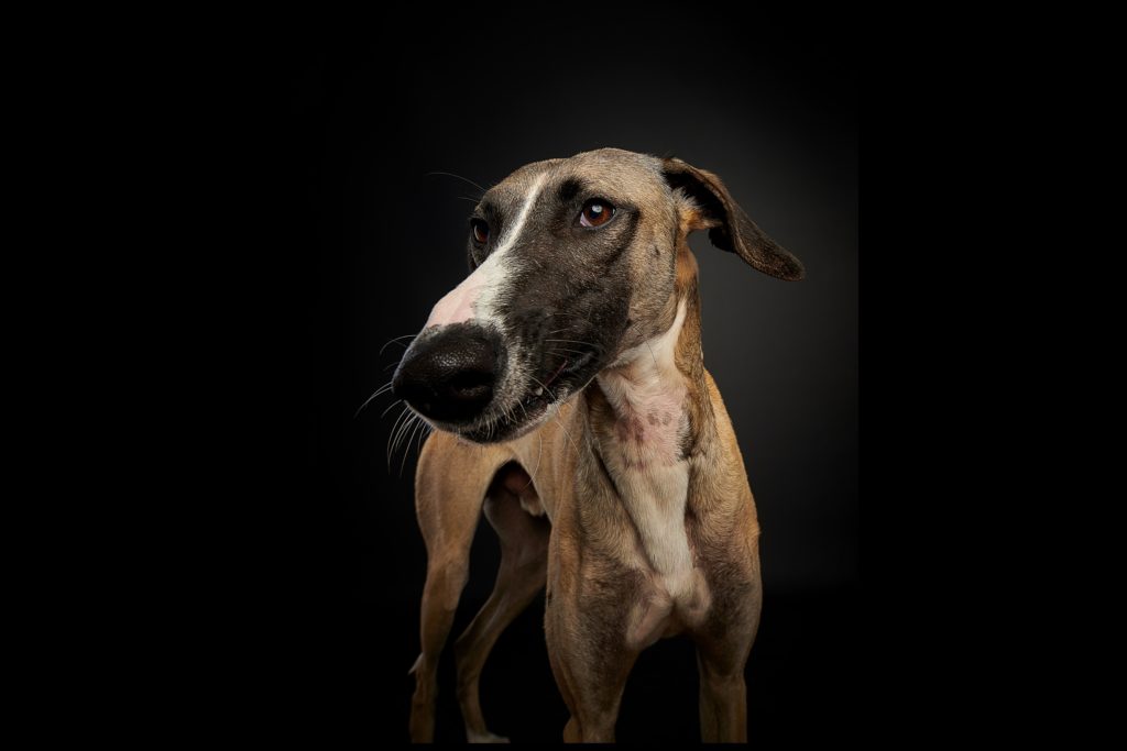 Hundefotograf Köln