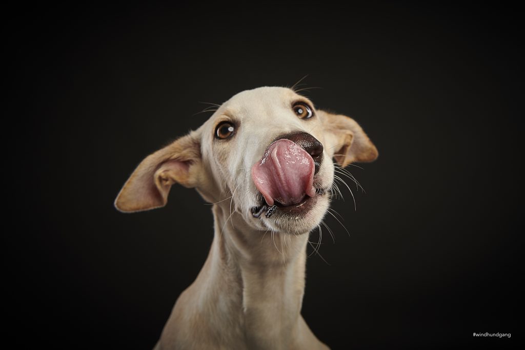 Galgowelpe