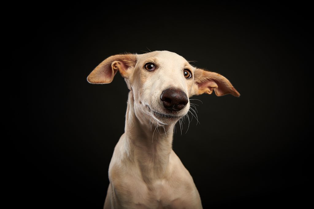 Galgowelpe