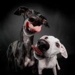 Hundefotograf