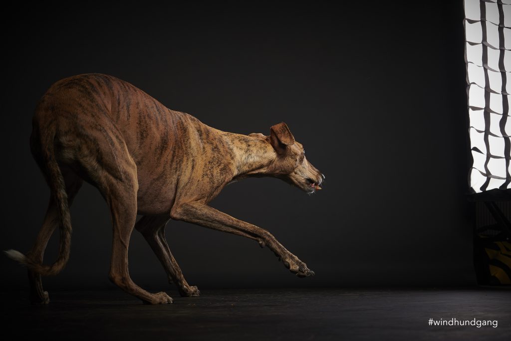 ängstliche Hunde fotografieren