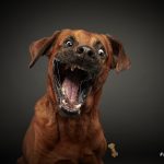 Schnapp Fotos