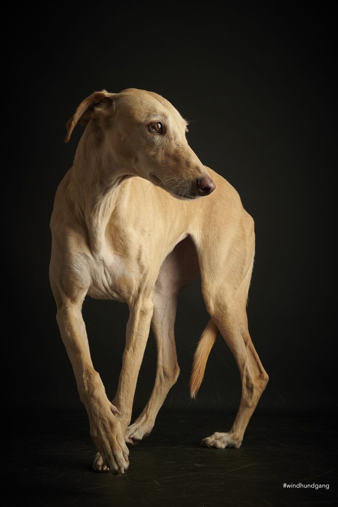 Galgo sucht ein Zuhause