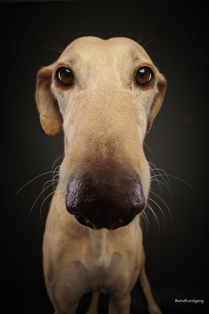 Galgo Cenaida
