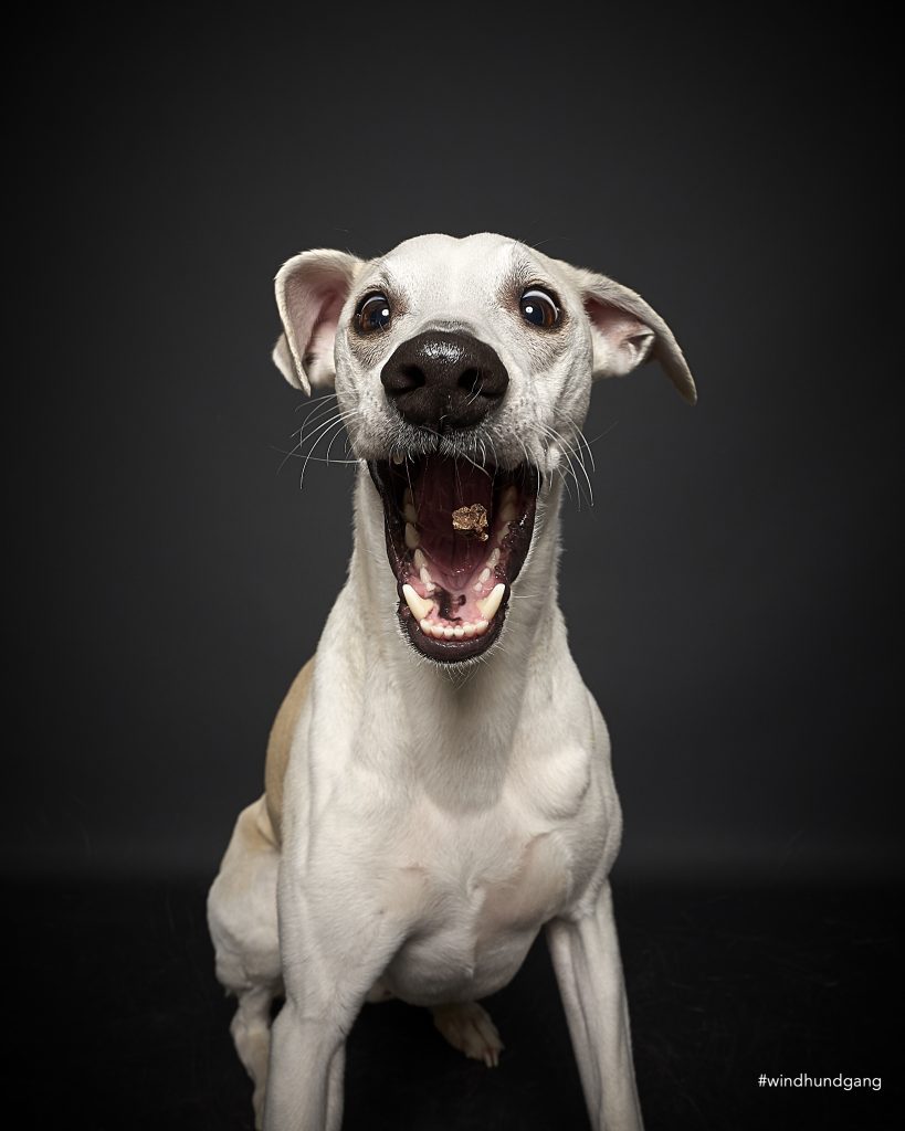 Schnappfotos