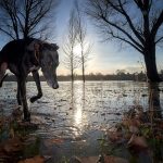 Galgo im Gegenlicht