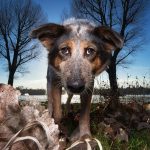 Hundefotografie Outdoor