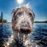 Deerhound Foto