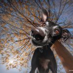 Windhund