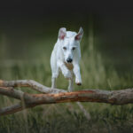 Hunde in Aktion fotografieren