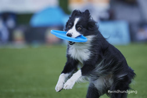 DSC 8191Disc 09 2018