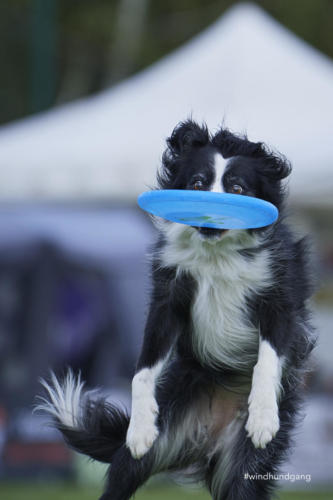 DSC 8192Disc 09 2018