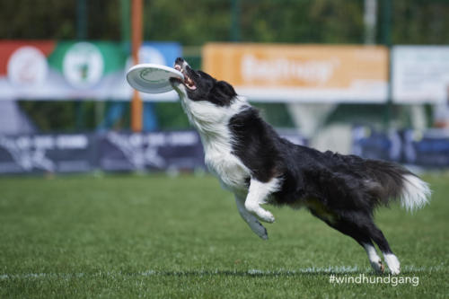 DSC 8243Disc 09 2018