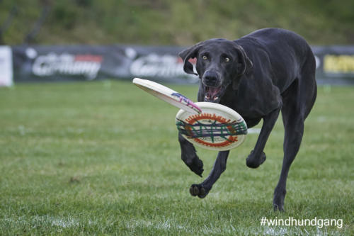 DSC 426805-2018barny