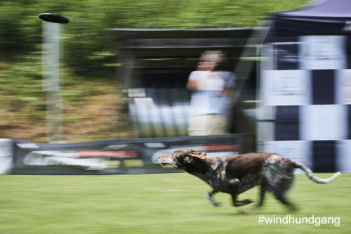 DSC 447805-2018barny 1