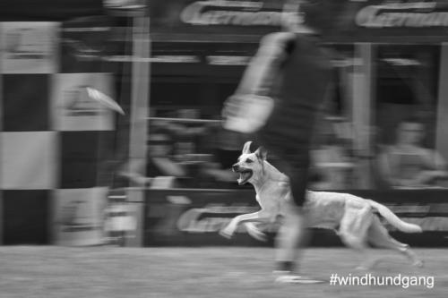 DSC 464205-2018discdog