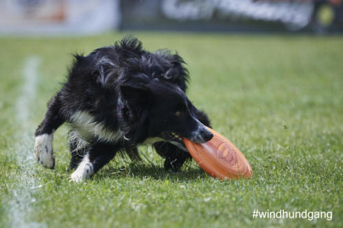 DSC 466705-2018discdog