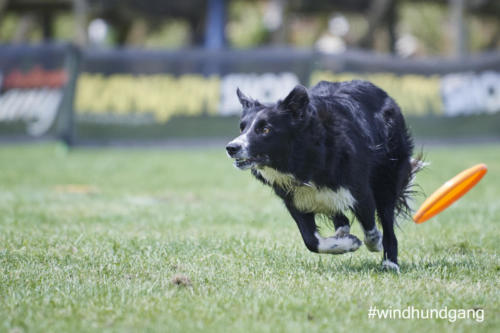 DSC 467305-2018discdog