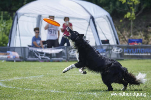 DSC 468605-2018discdog