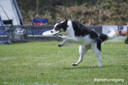 DSC 474305-2018discdog