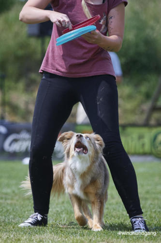 DSC 477705-2018discdog