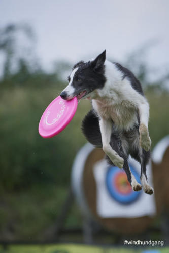 DSC 482805-2018discdog