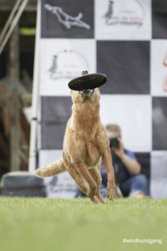 DSC 485405-2018discdog