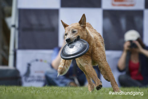 DSC 485605-2018discdog