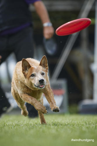 DSC 485805-2018discdog