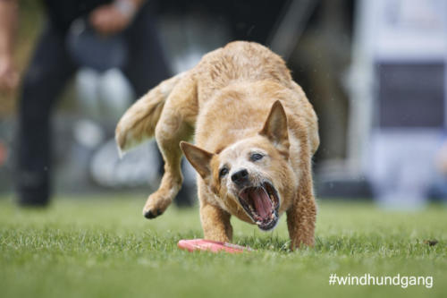 DSC 486005-2018discdog