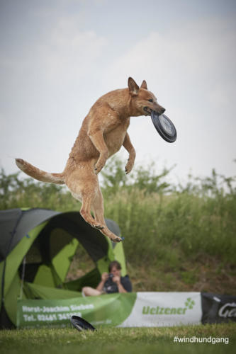 DSC 487305-2018discdog