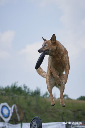 DSC 487705-2018discdog