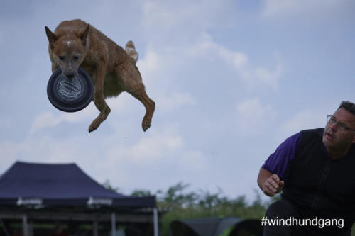 DSC 489005-2018discdog