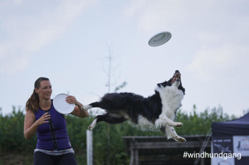 DSC 491505-2018discdog