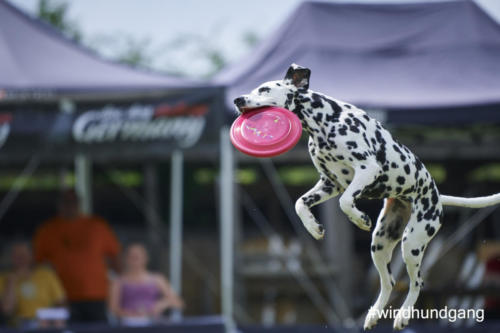 DSC 501305-2018discdog