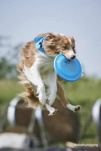 DSC 510405-2018discdog