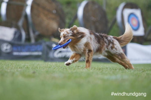 DSC 519905-2018discdog