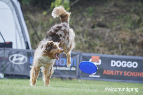 DSC 521105-2018discdog