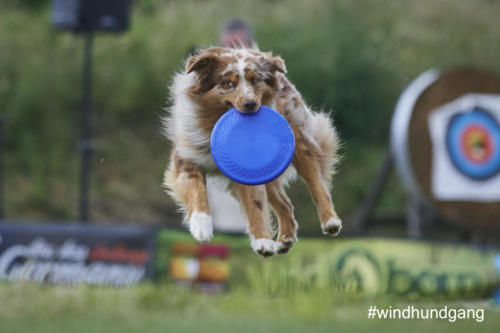 DSC 523405-2018discdog