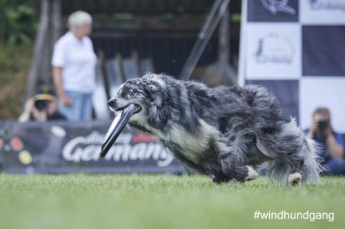 DSC 527705-2018discdog