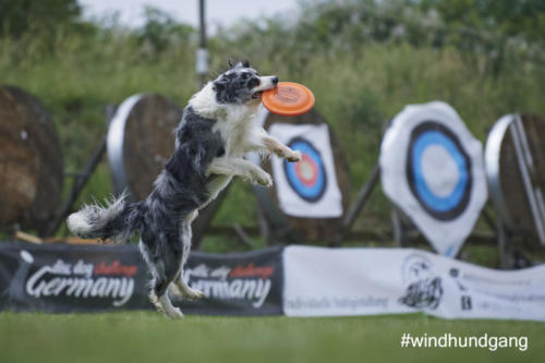 DSC 529305-2018discdog