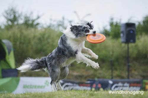 DSC 531305-2018discdog